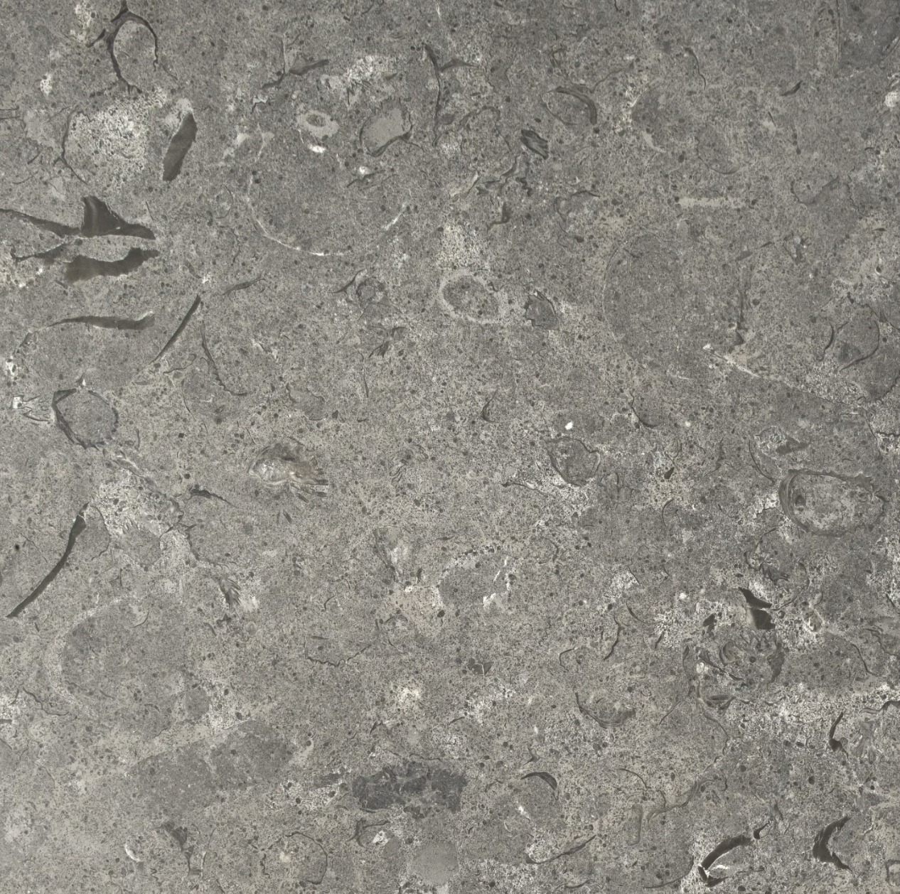 Fossil Grey marble